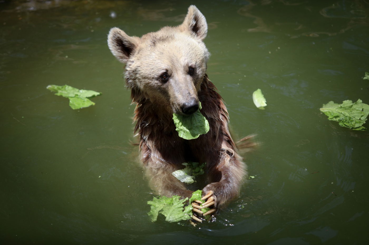 תיעוד מרהיב: הדובים והפילים ביום השרבי