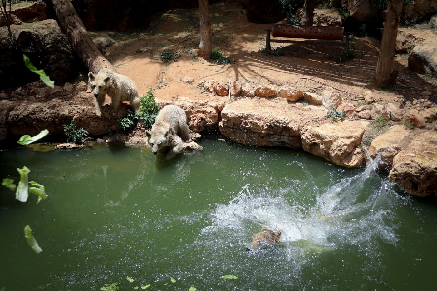 תיעוד מרהיב: הדובים והפילים ביום השרבי