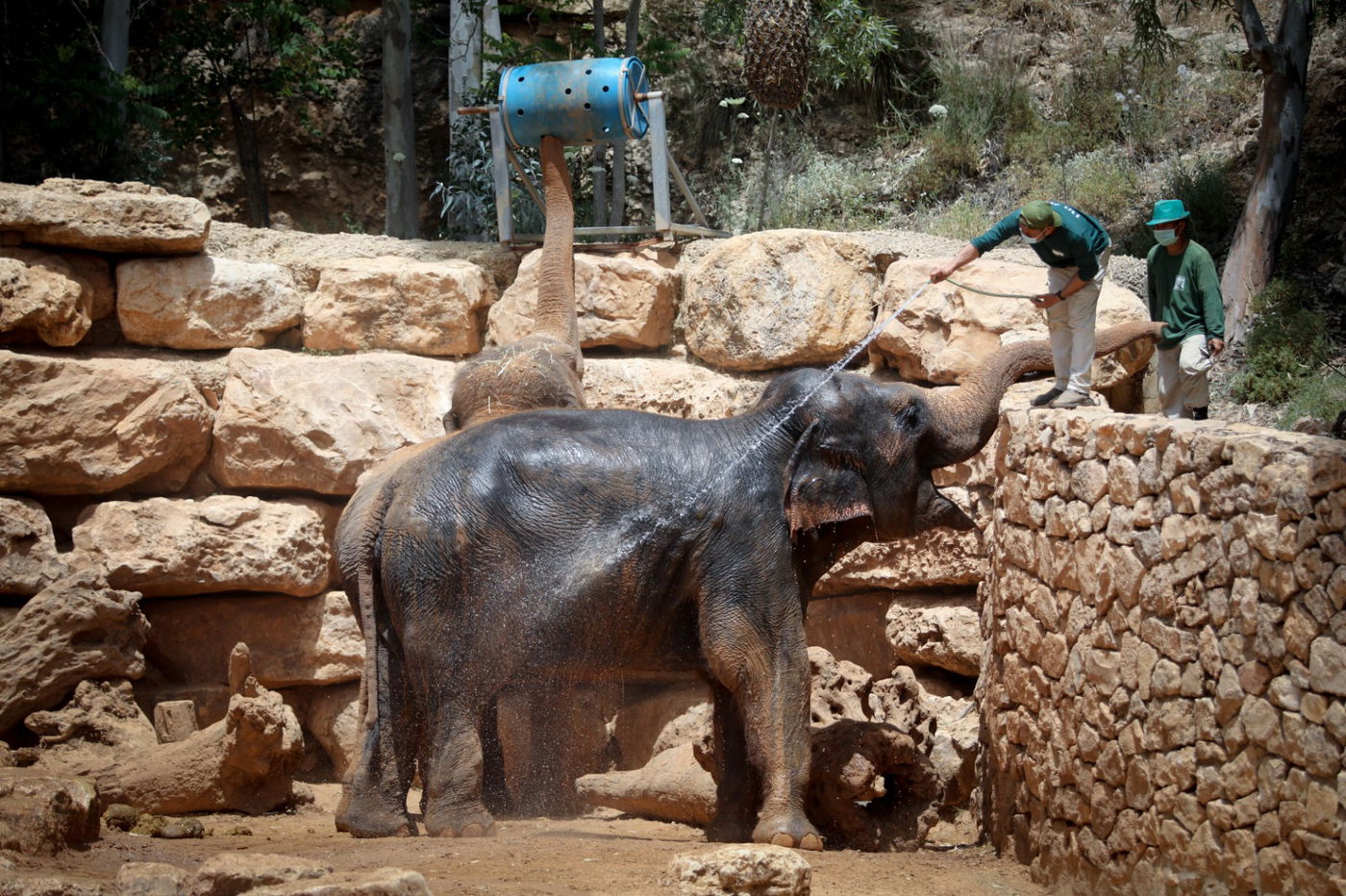 תיעוד מרהיב: הדובים והפילים ביום השרבי