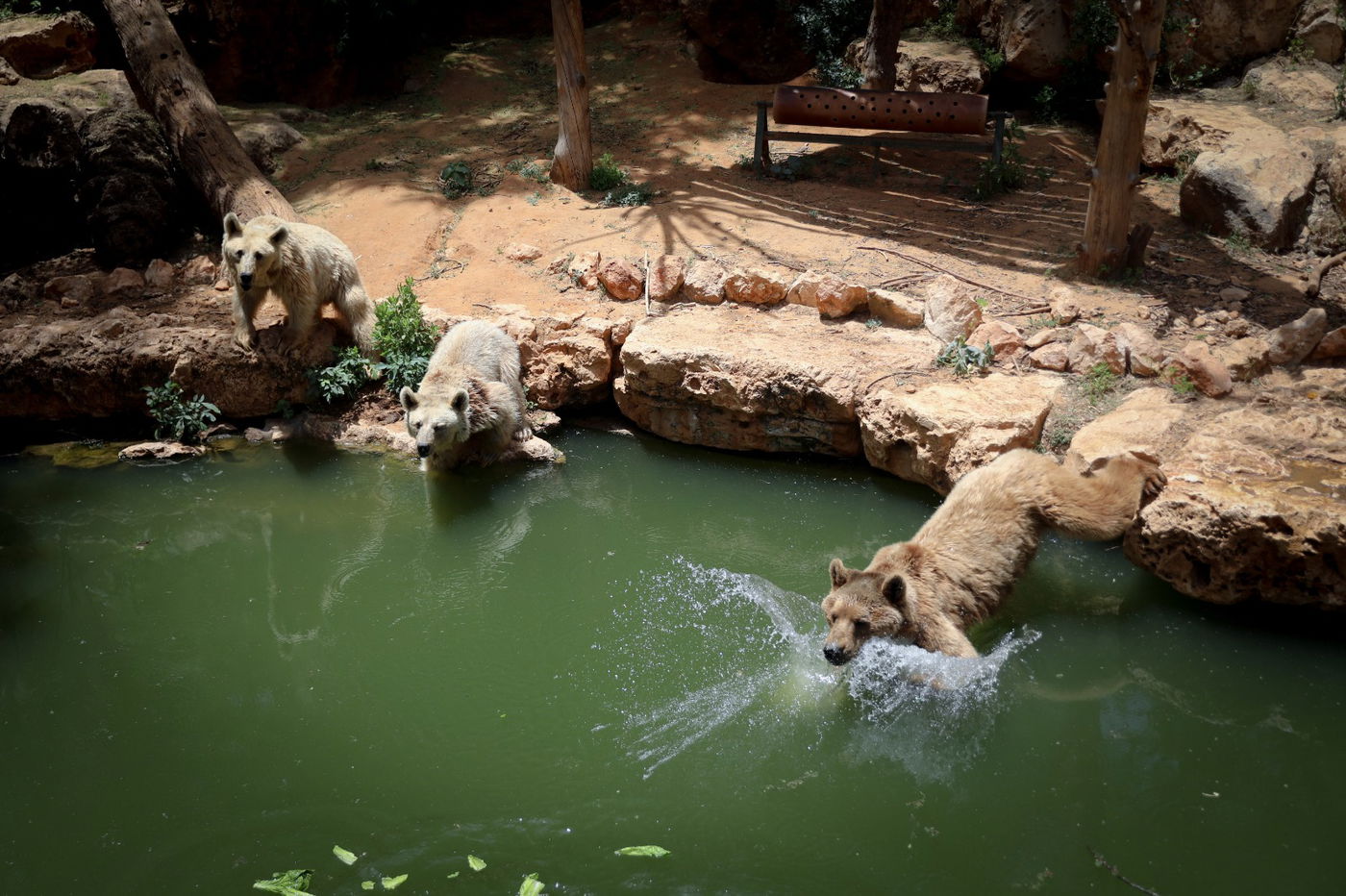 תיעוד מרהיב: הדובים והפילים ביום השרבי