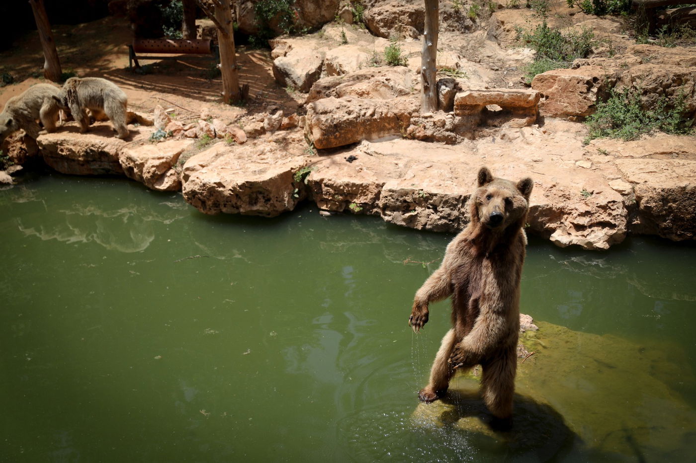 תיעוד מרהיב: הדובים והפילים ביום השרבי