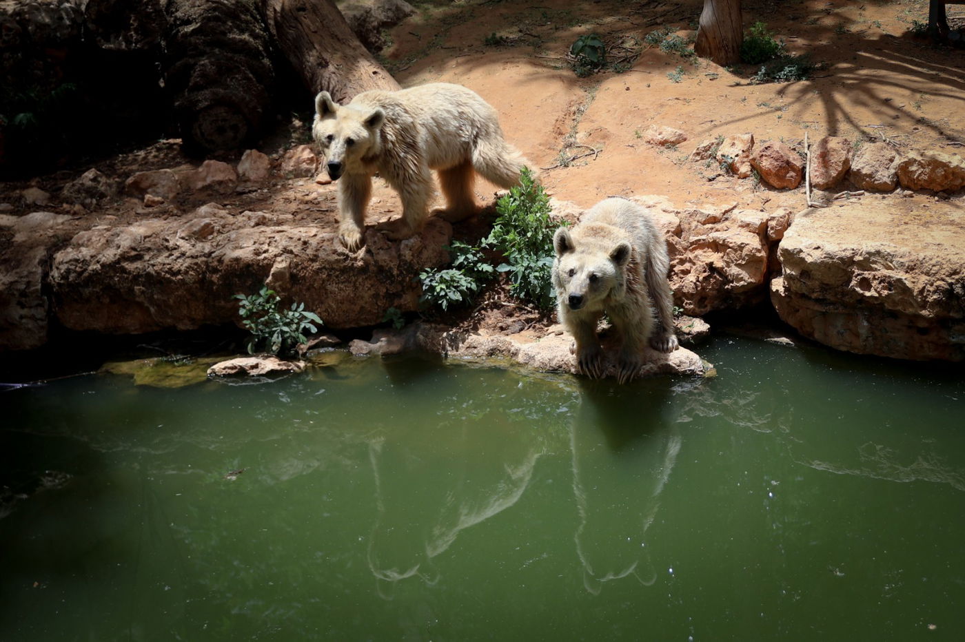תיעוד מרהיב: הדובים והפילים ביום השרבי
