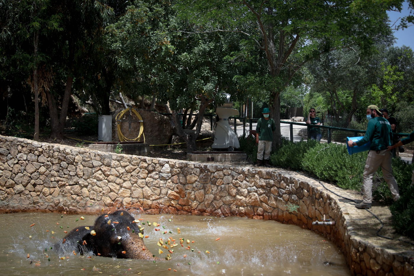 תיעוד מרהיב: הדובים והפילים ביום השרבי