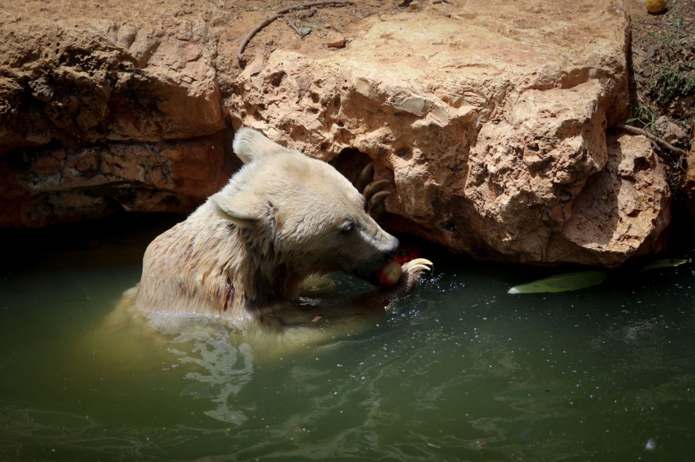 תיעוד מרהיב: הדובים והפילים ביום השרבי