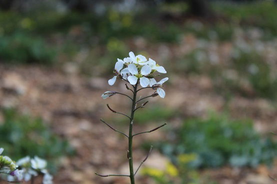 משל 'גן המבוכה' של הרמח"ל - בתמונות