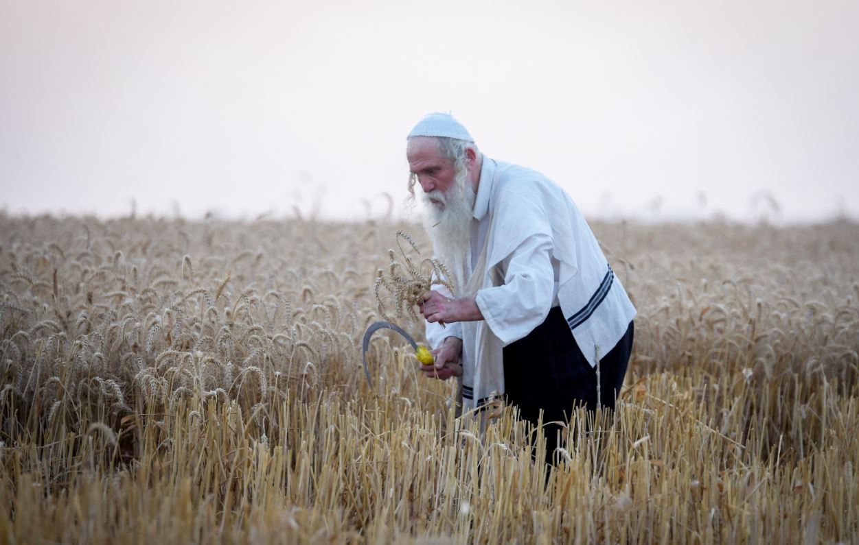 תיעוד: קצירת חיטים עבור המצות של פסח