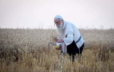 תיעוד: קצירת חיטים עבור המצות של פסח