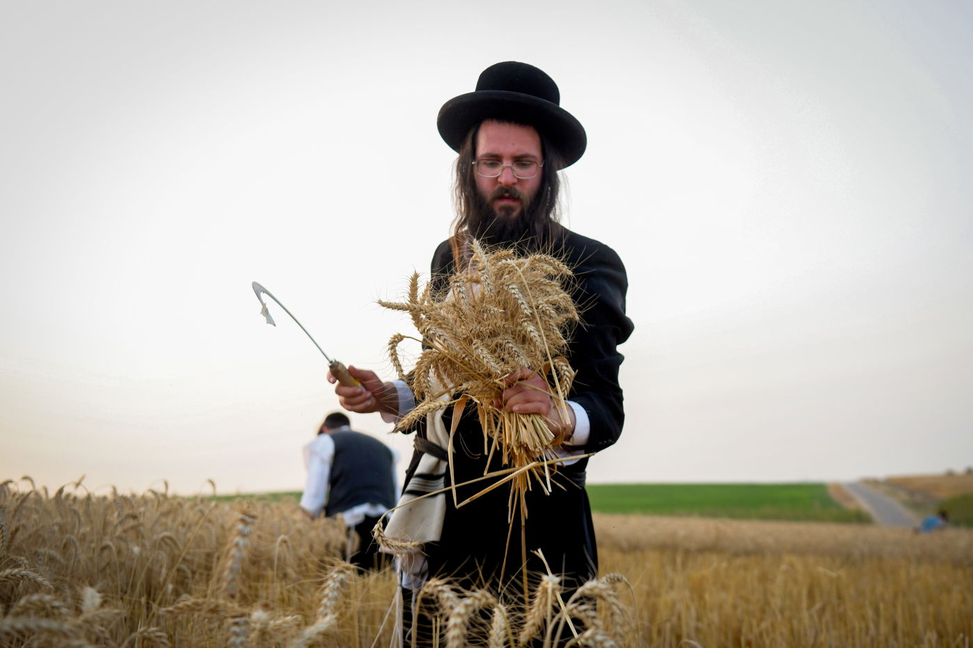 תיעוד: קצירת חיטים עבור המצות של פסח