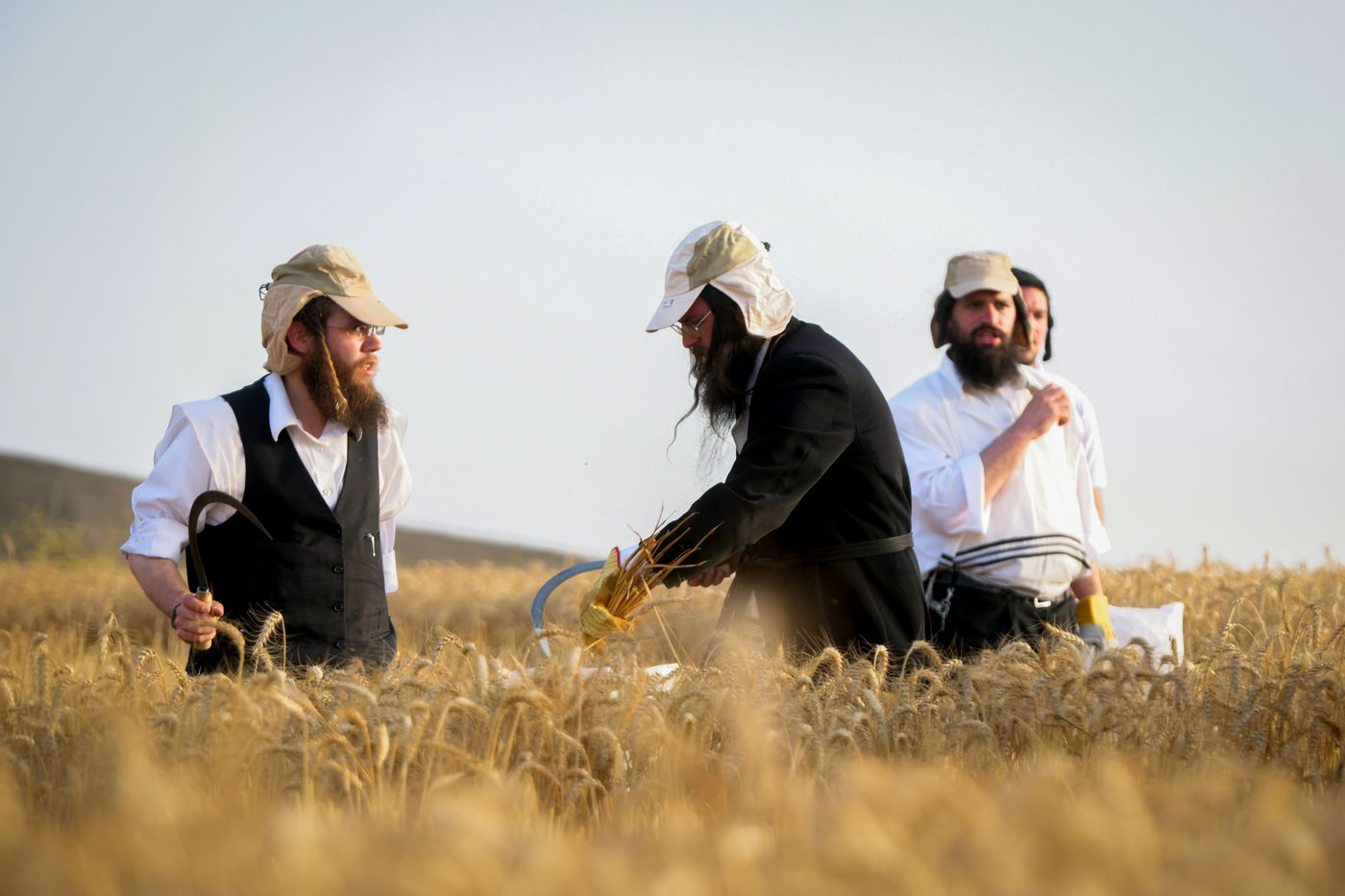 תיעוד: קצירת חיטים עבור המצות של פסח