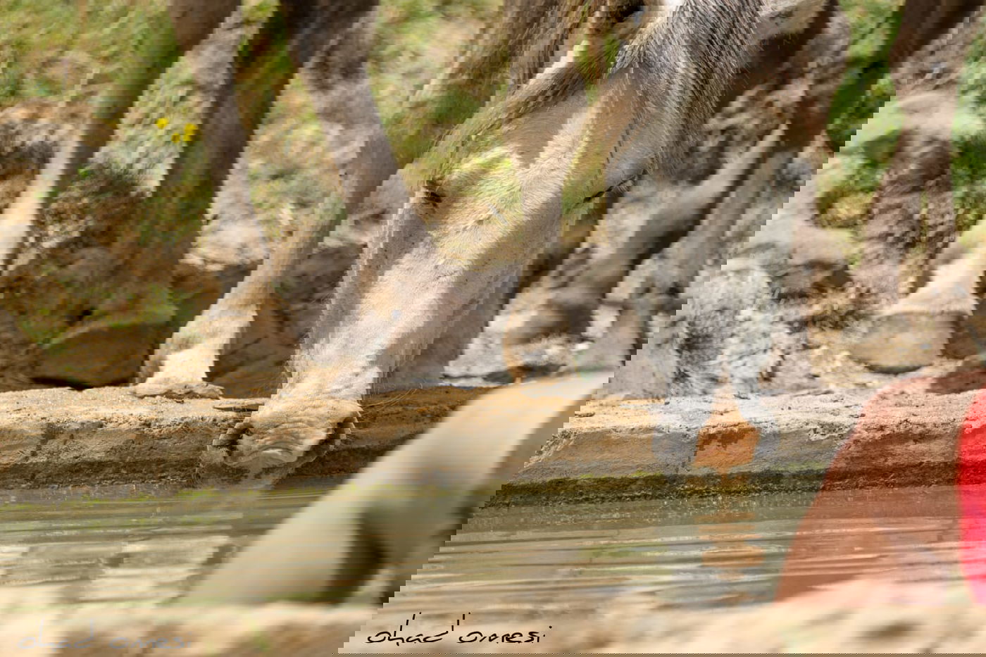 הסוסים חוגגים בעין נמרוד, מול נופי החרמון