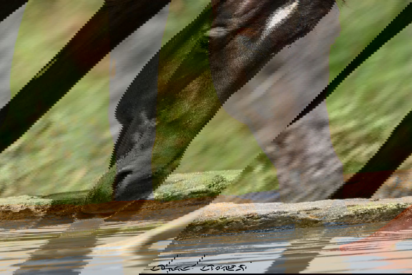 הסוסים חוגגים בעין נמרוד, מול נופי החרמון