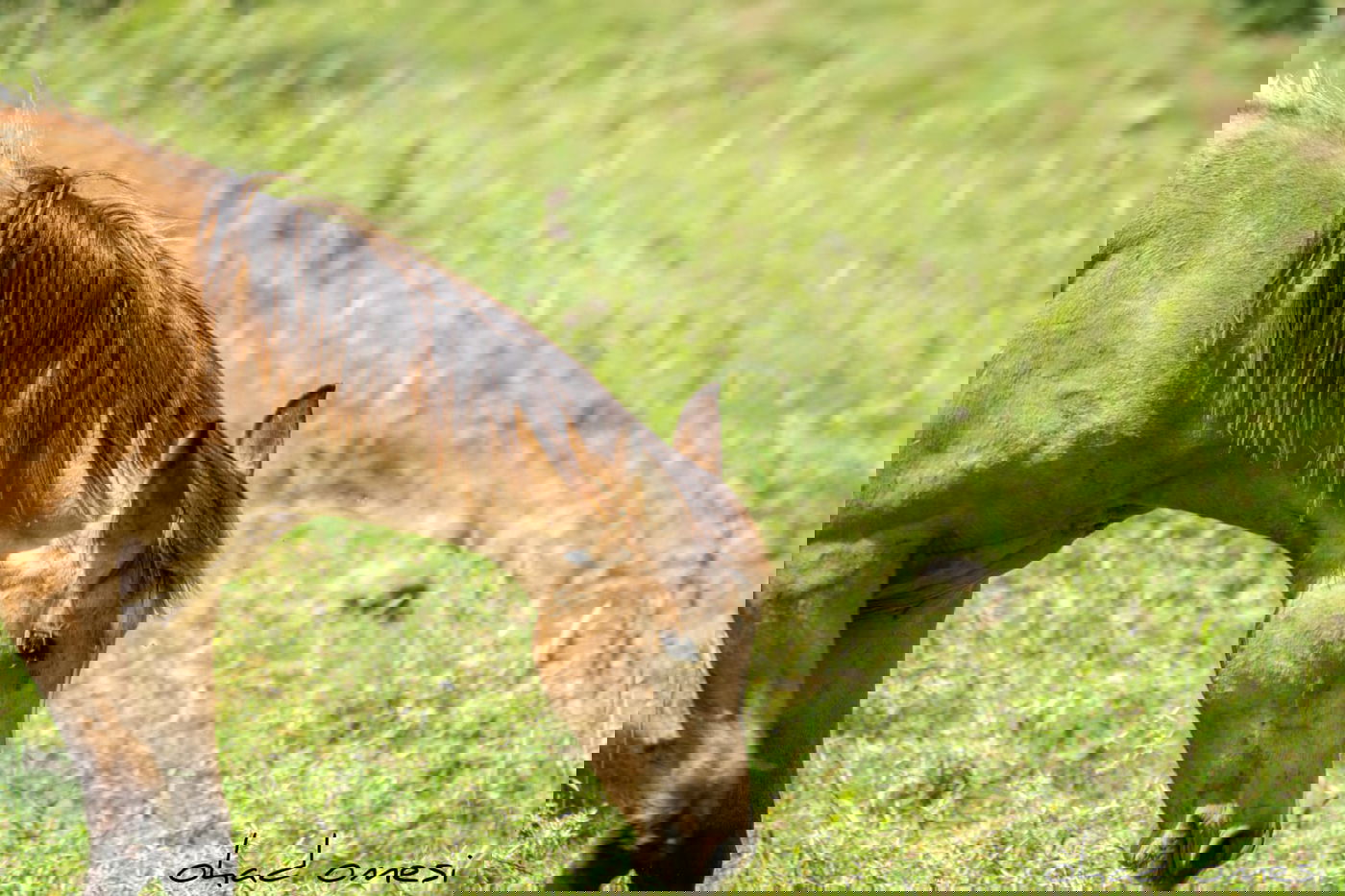 הסוסים חוגגים בעין נמרוד, מול נופי החרמון