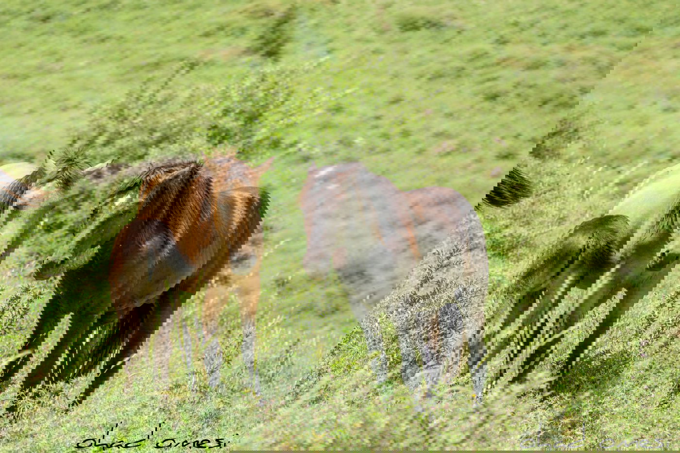 הסוסים חוגגים בעין נמרוד, מול נופי החרמון