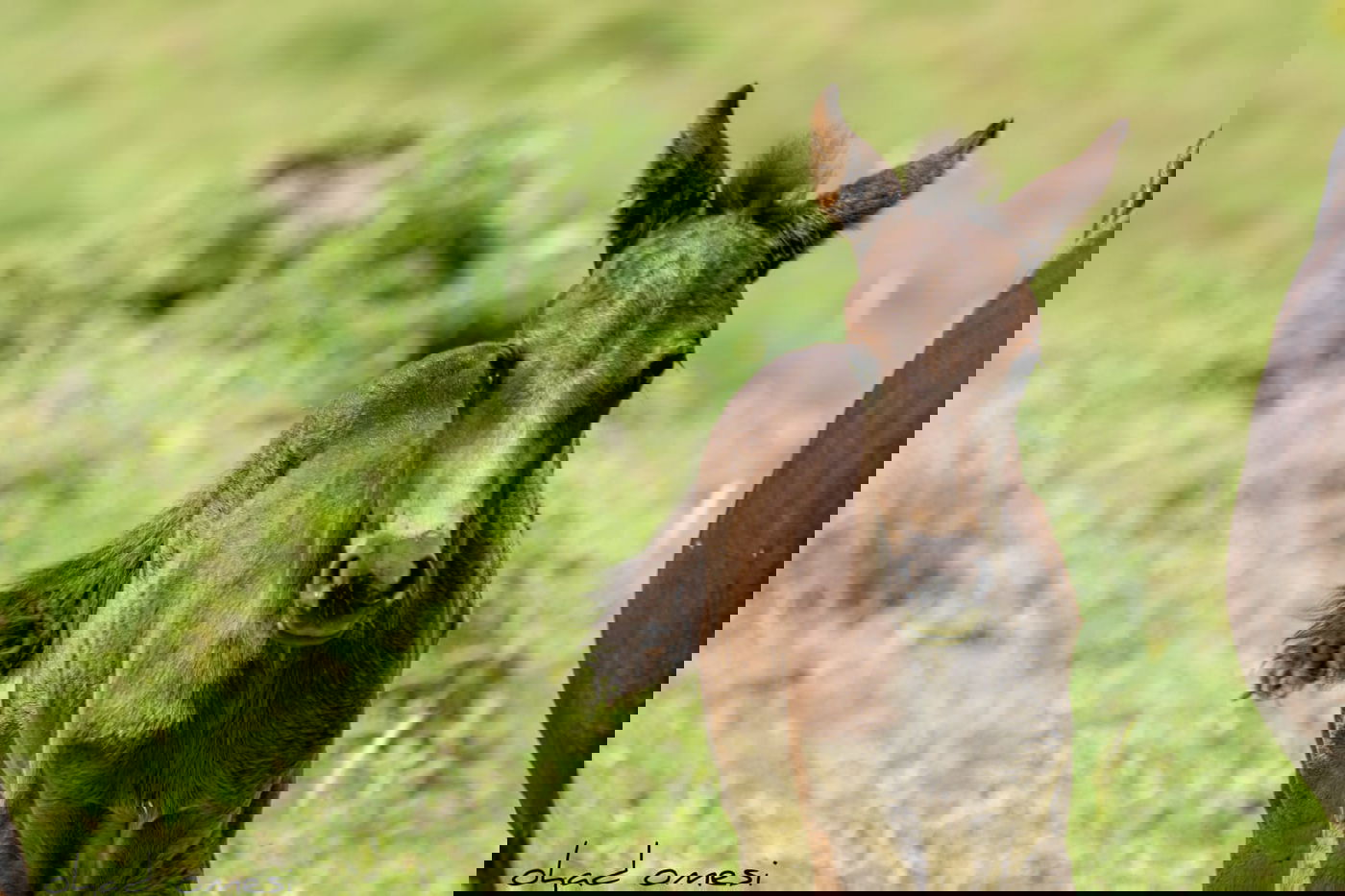 הסוסים חוגגים בעין נמרוד, מול נופי החרמון