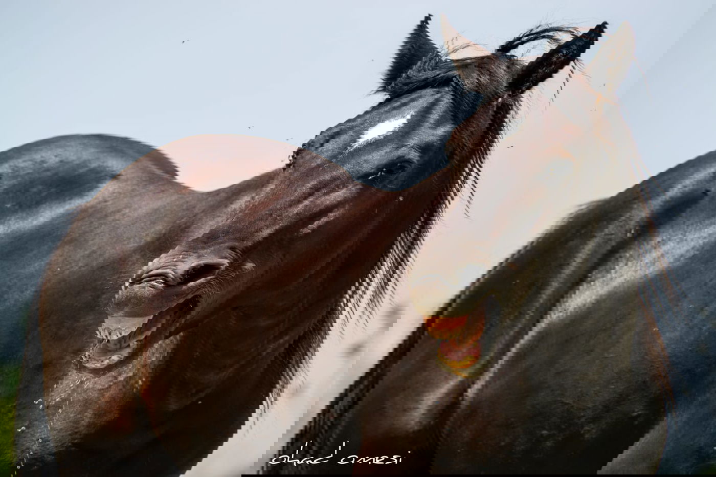 הסוסים חוגגים בעין נמרוד, מול נופי החרמון