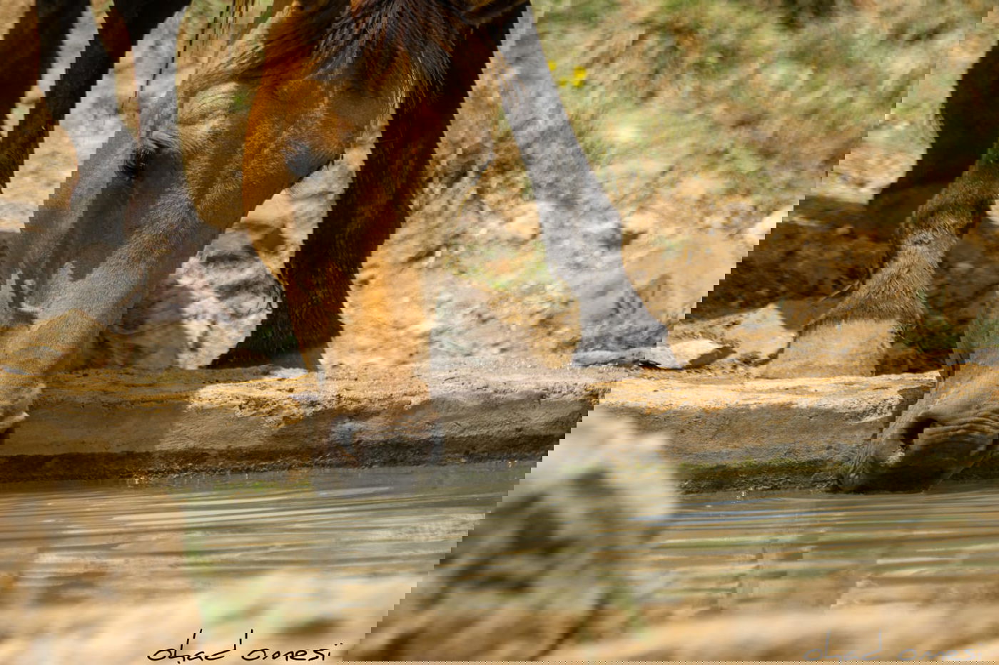 הסוסים חוגגים בעין נמרוד, מול נופי החרמון