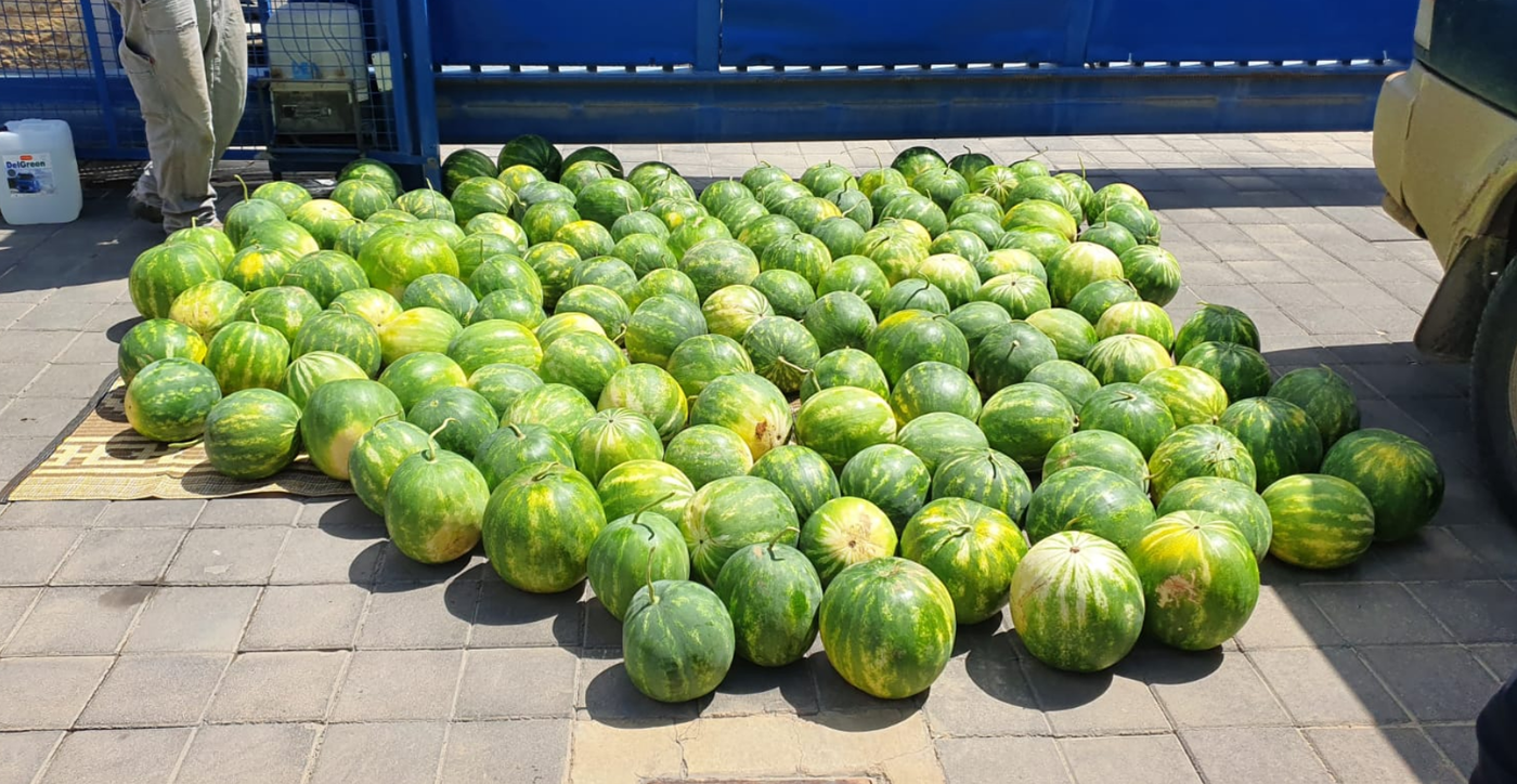 אב ובנו גנבו טון אבטיחים מטירת צבי ונתפסו