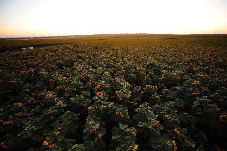 שדה חמניות, אתמול