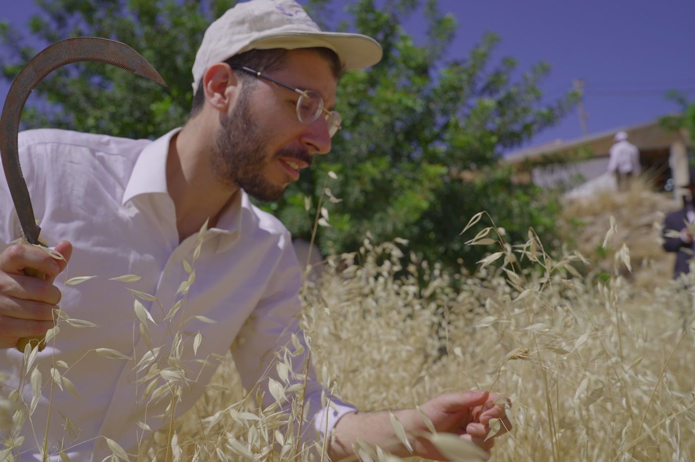 אברכים קצרו חיטים והכינו את "שתי הלחם"