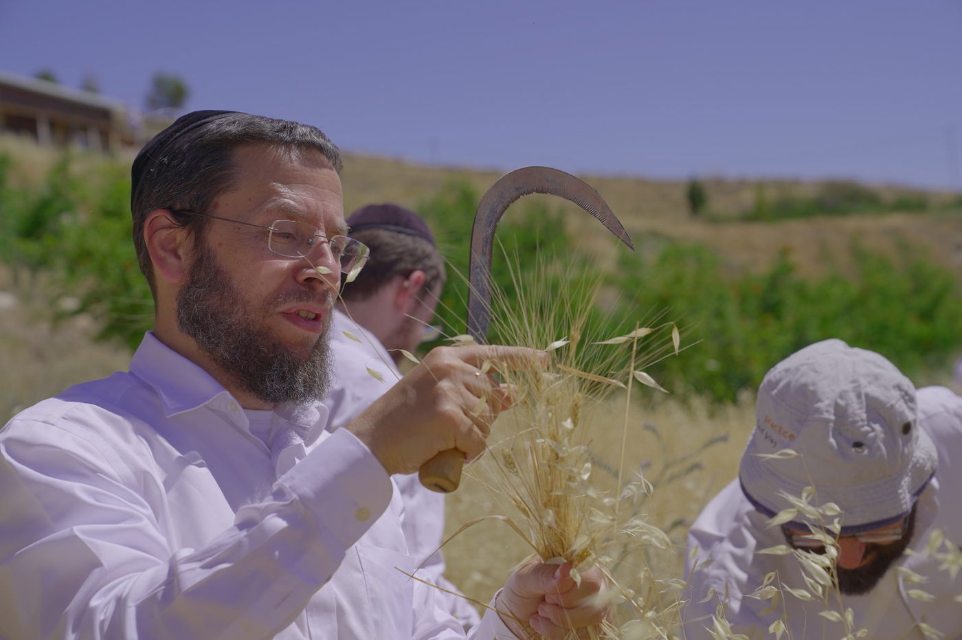 אברכים קצרו חיטים והכינו את "שתי הלחם"