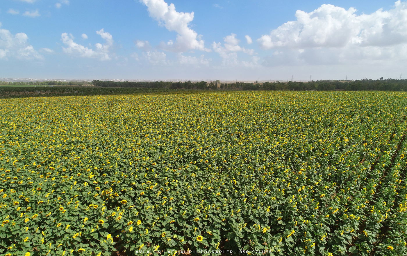 תיעוד מרהיב: פריחת החמניות בדרום הארץ