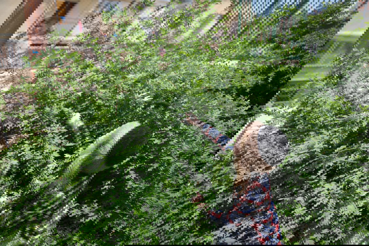 תיעוד ססגוני: הירושלמים מצטיידים בפרחים