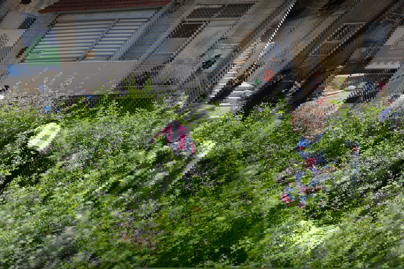 תיעוד ססגוני: הירושלמים מצטיידים בפרחים