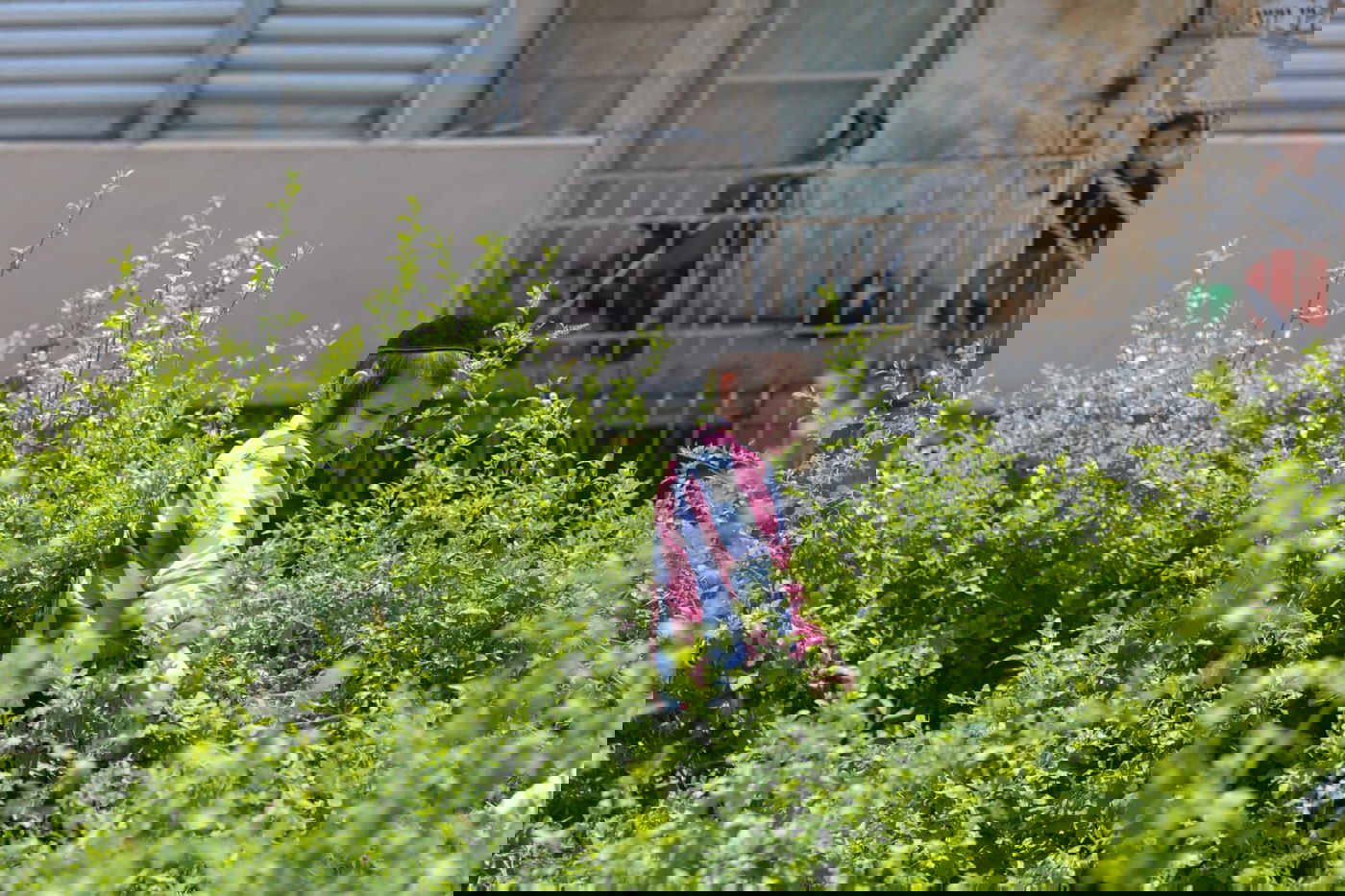 תיעוד ססגוני: הירושלמים מצטיידים בפרחים