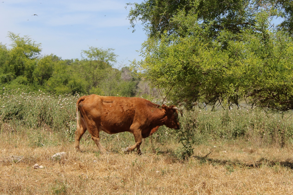 מסגד או מעיין? האתר המופלא בעמק איילון