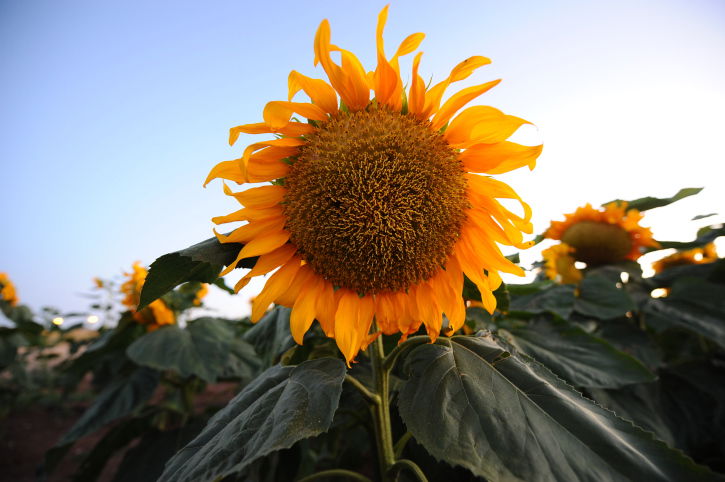 עונת החמניות