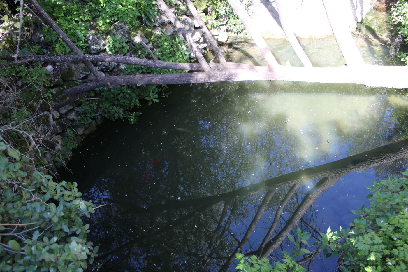 חוּרבַת חָנוֹת; מעיינות, מערה וחורשה עם דיון הלכתי