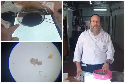 כל מה שצריך לדעת על 'סינון קטניות'  • צפו