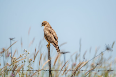 חם לכם? לקראת עליה נוספת במידות החום