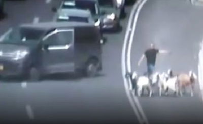 כשעזים מתפרצים לכביש מספר אחד • צפו