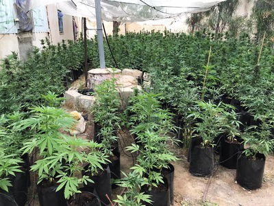 המשטרה תפסה 2,800 צמחי קנאביס ושב"חים מעזה