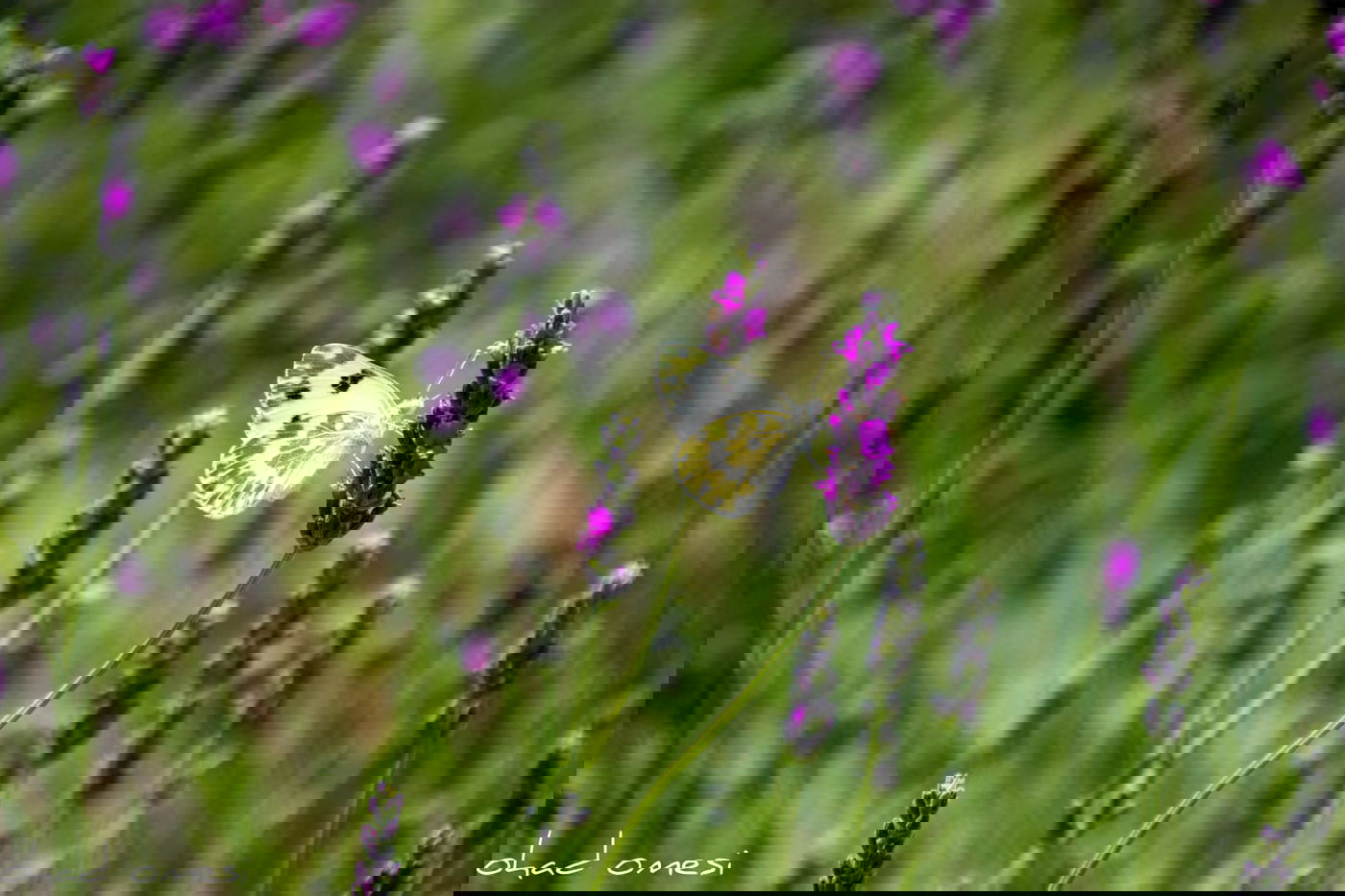 תיעוד מרהיב: פריחת הלבנדר ברמת הגולן