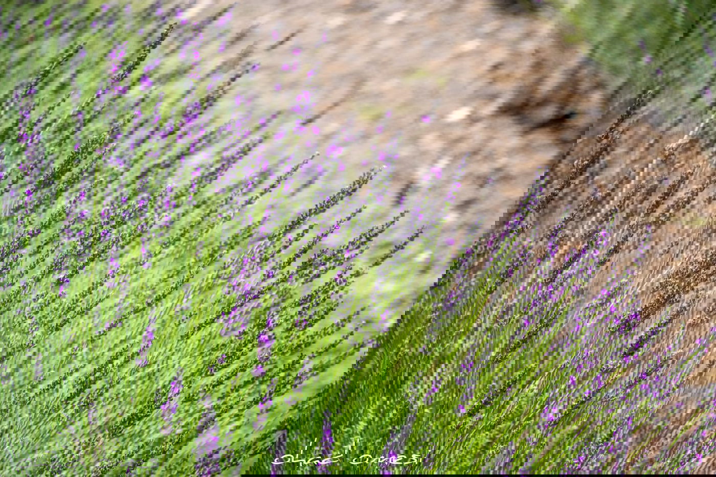 תיעוד מרהיב: פריחת הלבנדר ברמת הגולן