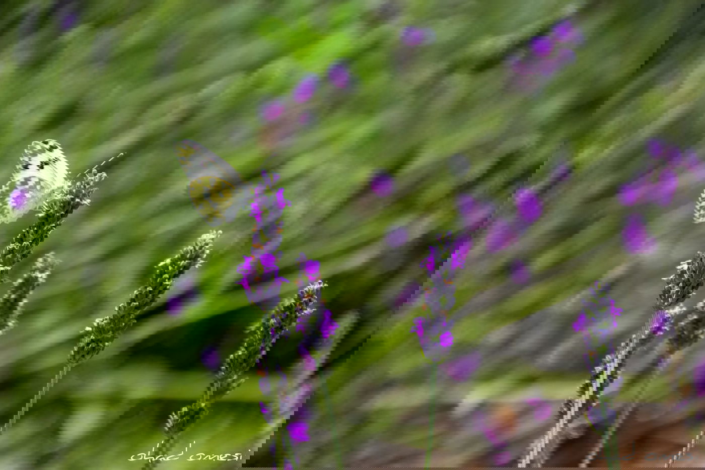 תיעוד מרהיב: פריחת הלבנדר ברמת הגולן