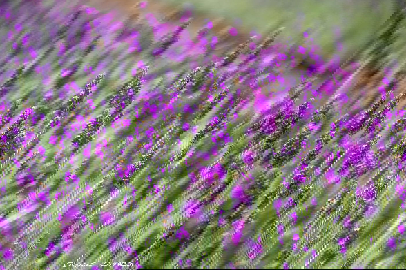 תיעוד מרהיב: פריחת הלבנדר ברמת הגולן