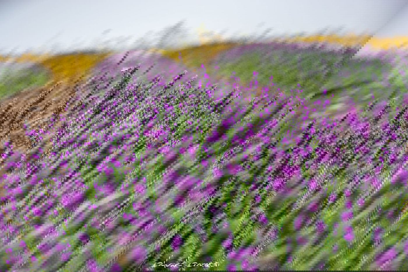 תיעוד מרהיב: פריחת הלבנדר ברמת הגולן