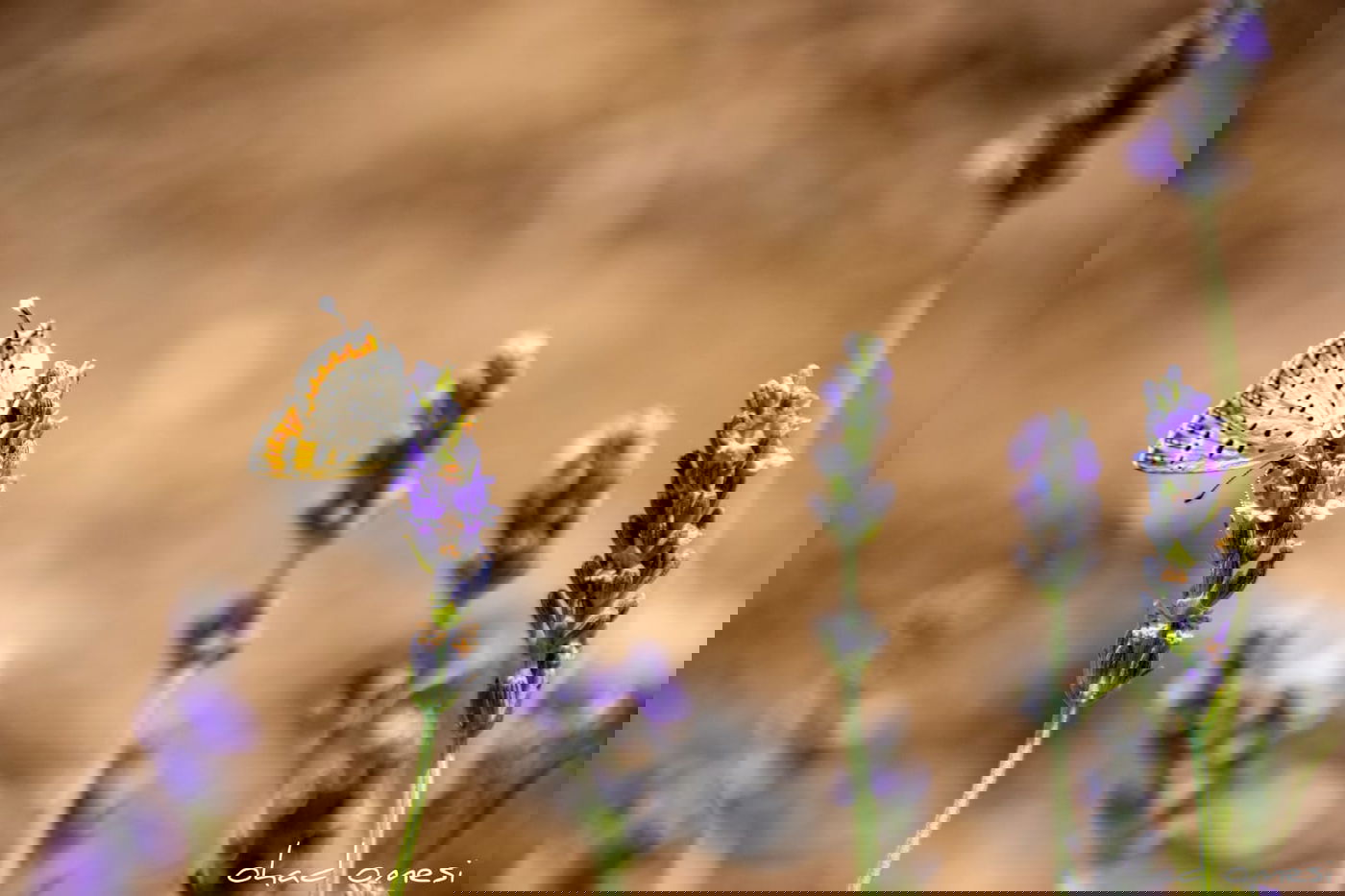 תיעוד מרהיב: פריחת הלבנדר ברמת הגולן