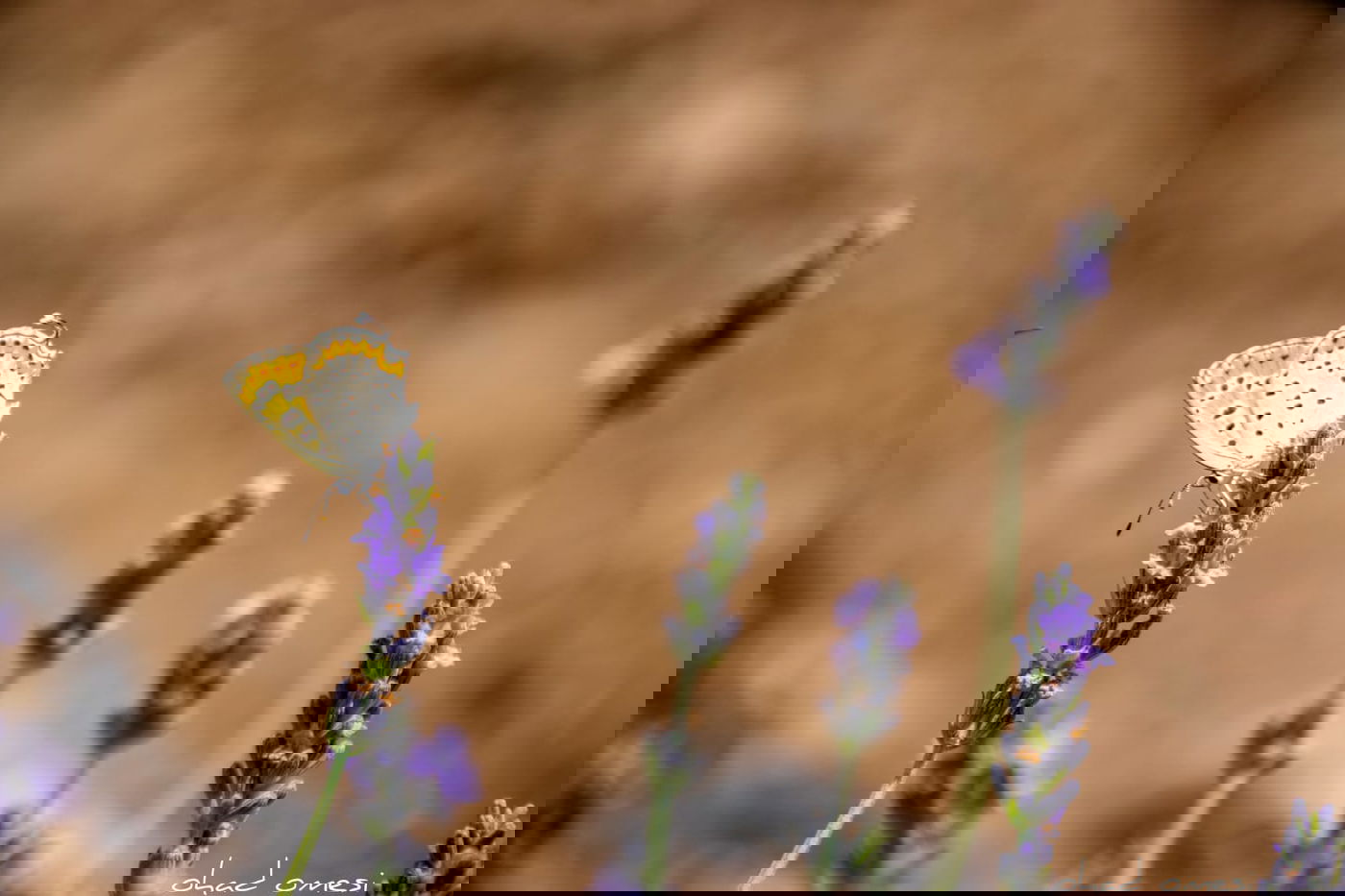 תיעוד מרהיב: פריחת הלבנדר ברמת הגולן