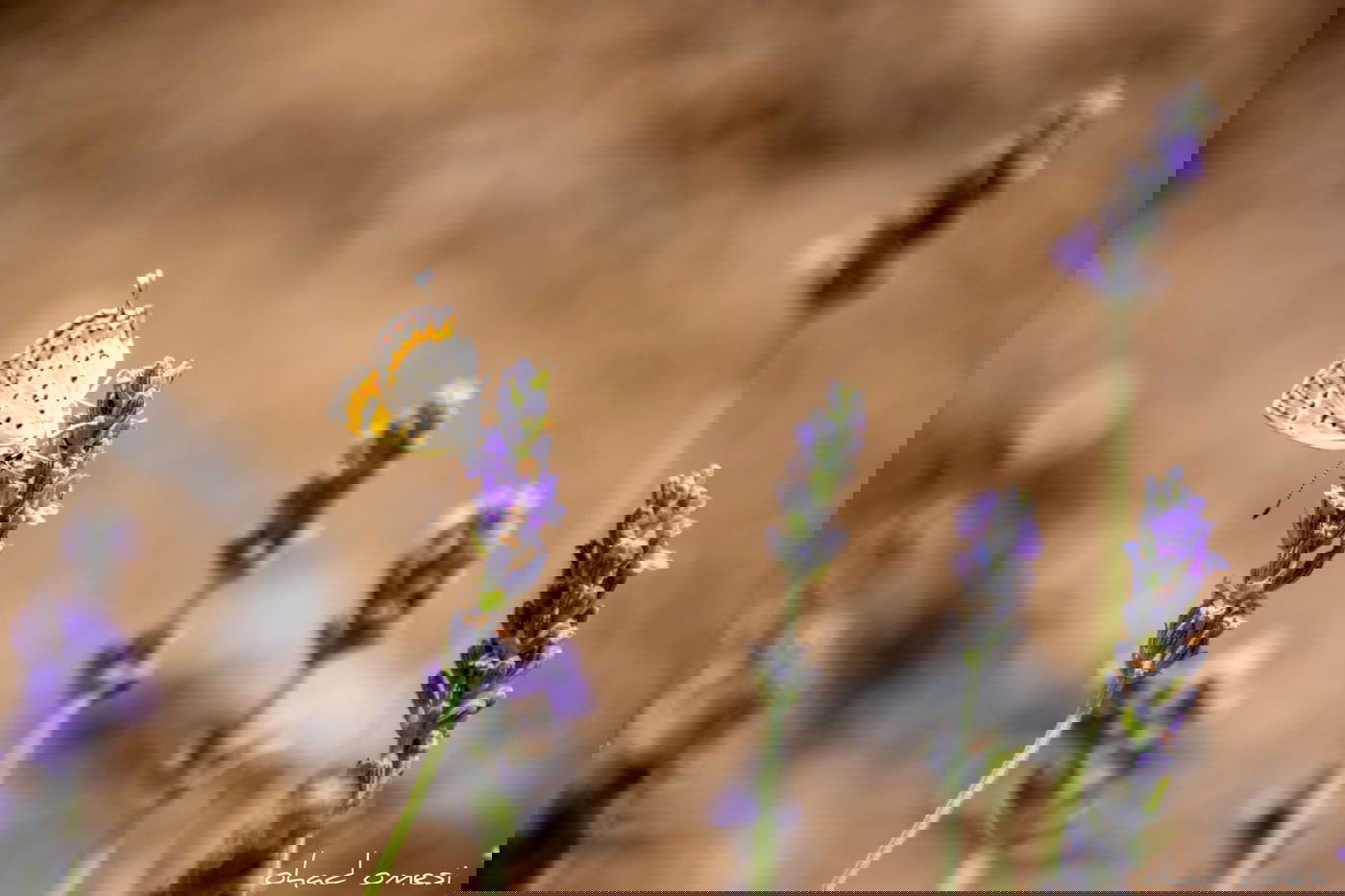 תיעוד מרהיב: פריחת הלבנדר ברמת הגולן