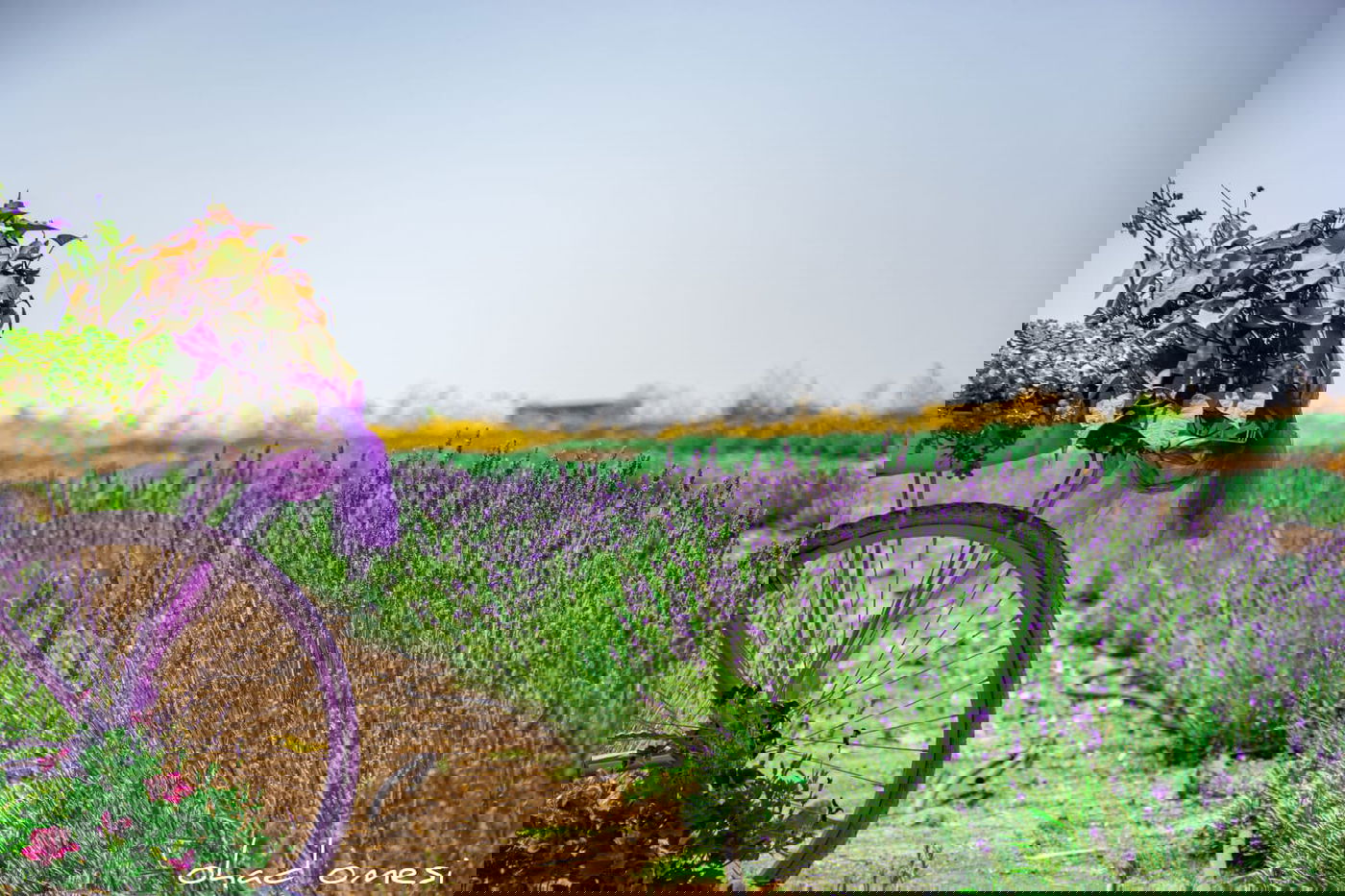 תיעוד מרהיב: פריחת הלבנדר ברמת הגולן