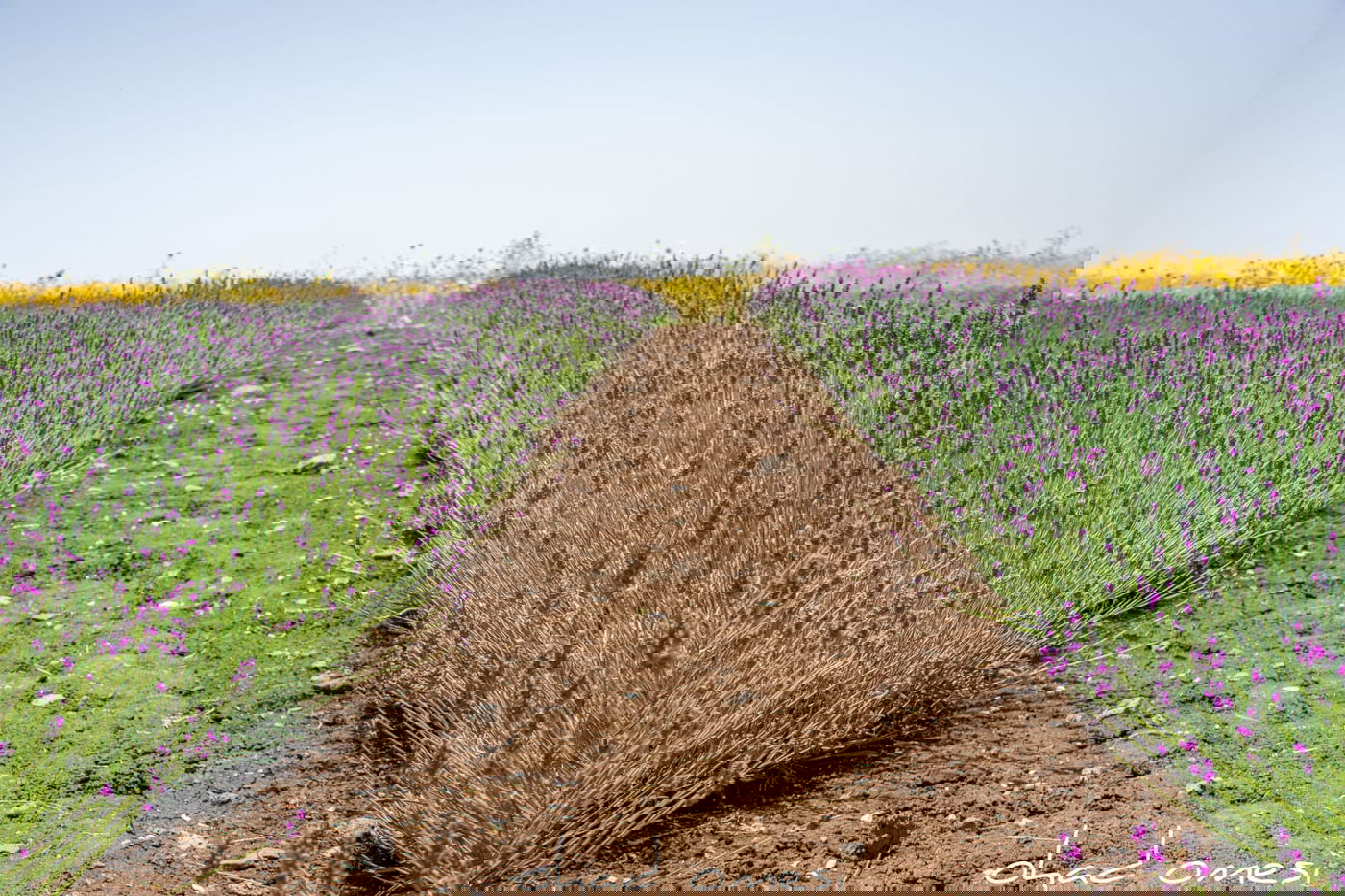תיעוד מרהיב: פריחת הלבנדר ברמת הגולן
