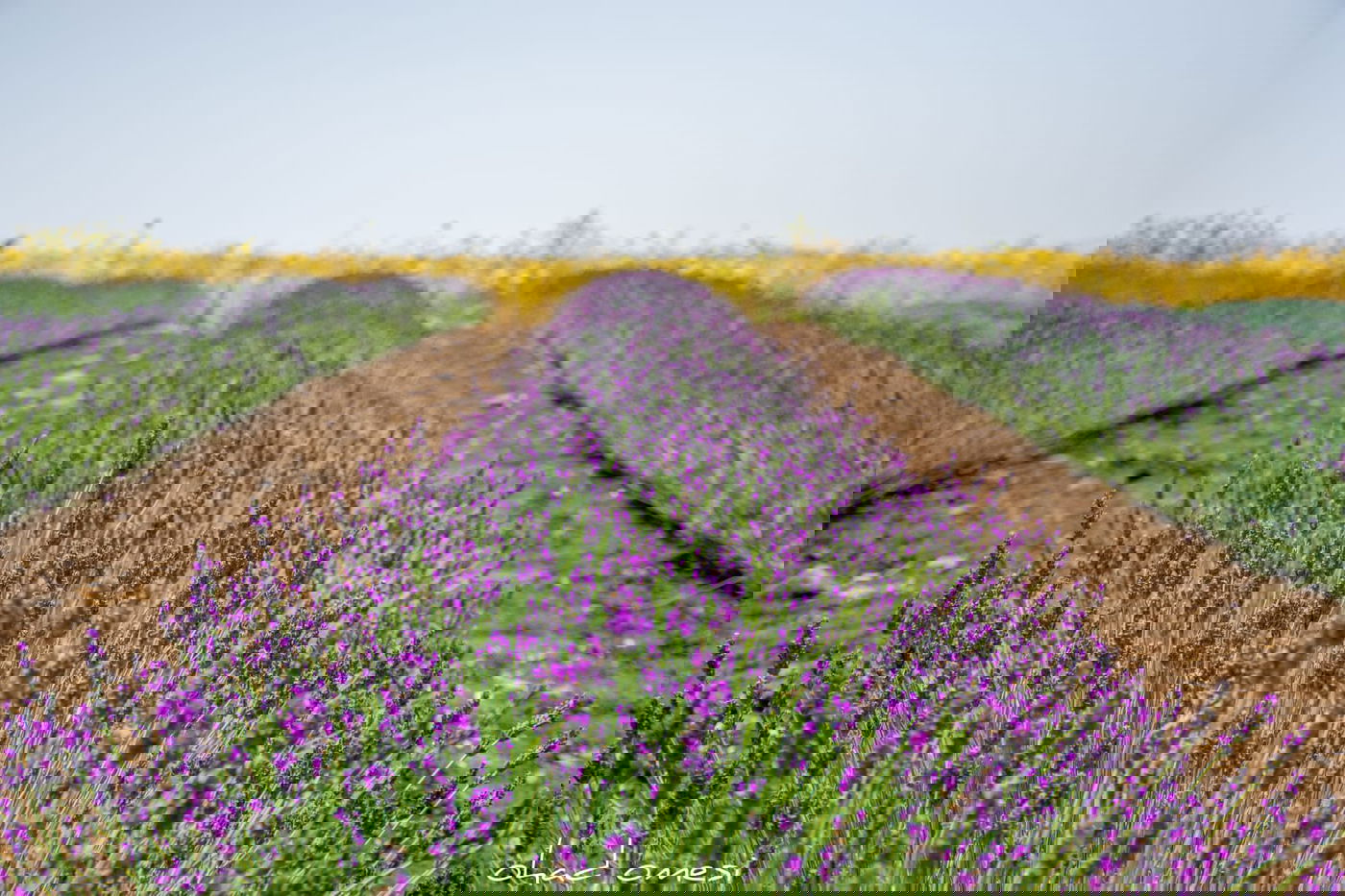 תיעוד מרהיב: פריחת הלבנדר ברמת הגולן