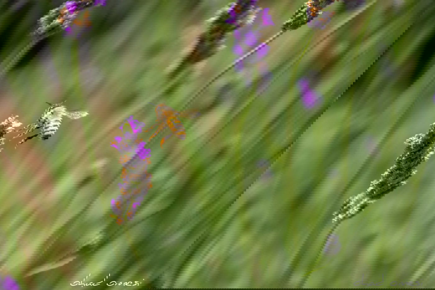 תיעוד מרהיב: פריחת הלבנדר ברמת הגולן