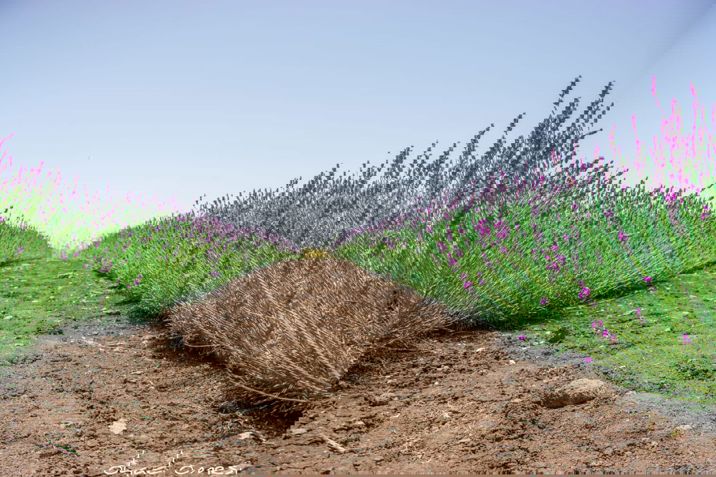 תיעוד מרהיב: פריחת הלבנדר ברמת הגולן