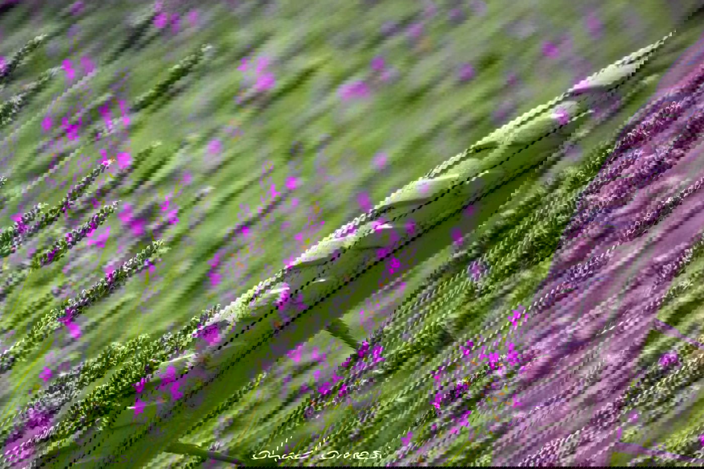 תיעוד מרהיב: פריחת הלבנדר ברמת הגולן