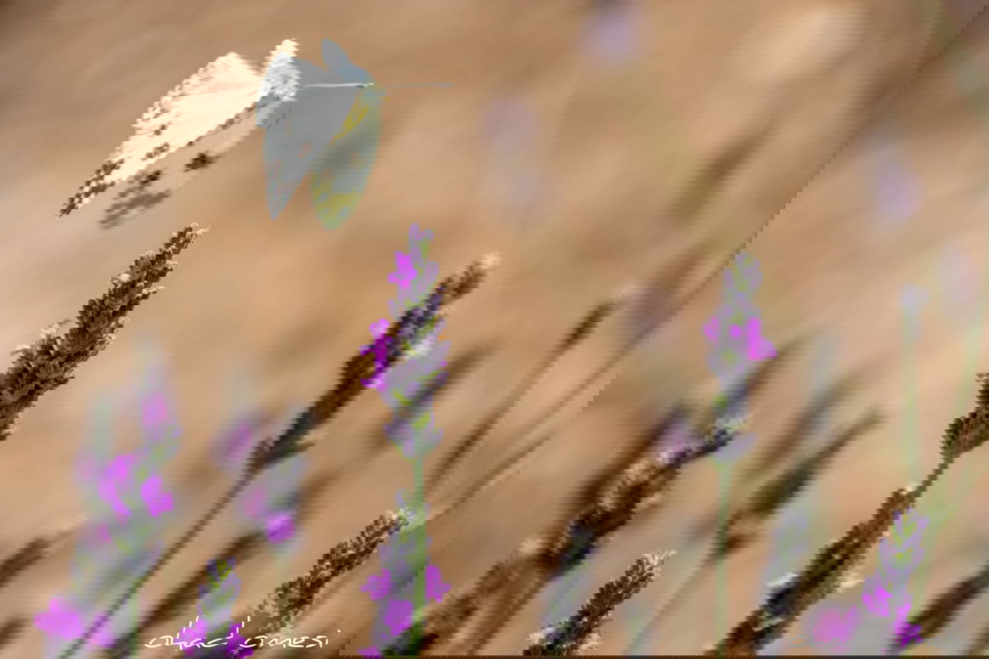 תיעוד מרהיב: פריחת הלבנדר ברמת הגולן